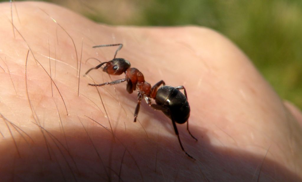 Formica lugubris? Oppure..?